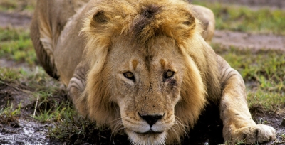 Predator games. Why you can't keep lions in apartments and parks